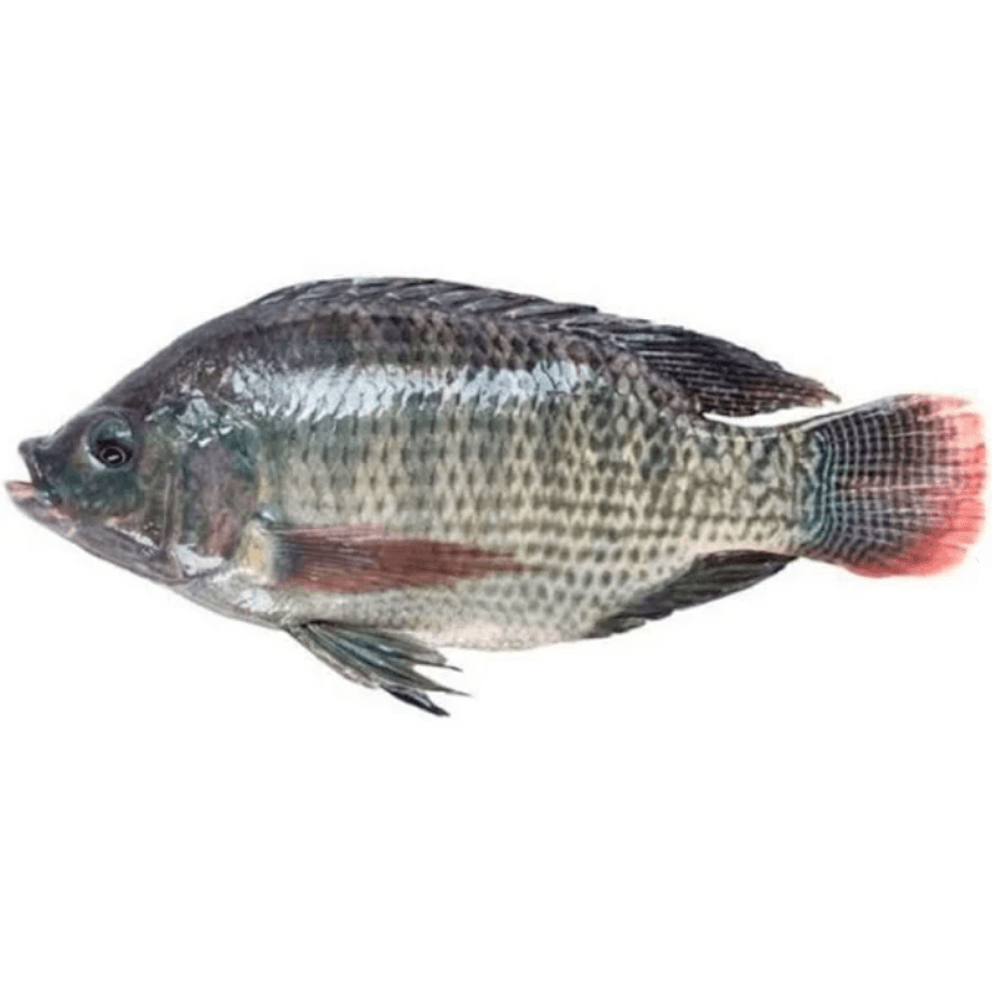 Tilapia-Gigante---Aprox.-1kg