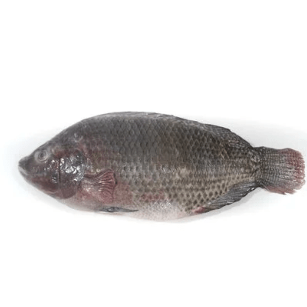 Tilapia---Aprox.-1kg